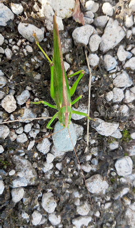 绿灌木大蟋蟀(Tettigonia viridissima)雌性